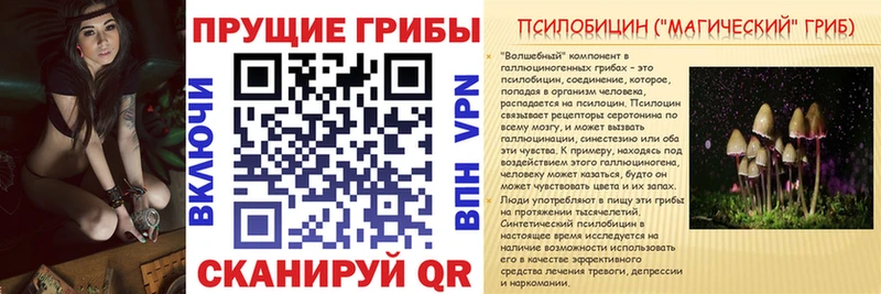 Псилоцибиновые грибы Psilocybe  Выборг 